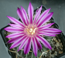 Load image into Gallery viewer, Stenocactus guerraianus