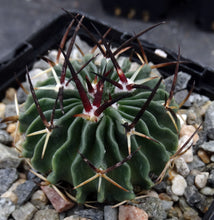Load image into Gallery viewer, Stenocactus guerraianus Dark spine form