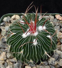 Load image into Gallery viewer, Stenocactus multicostatus