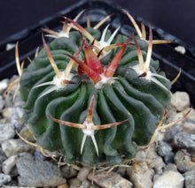 Load image into Gallery viewer, Stenocactus phyllacanthus v. violaciflorus *Wavy Ribs*