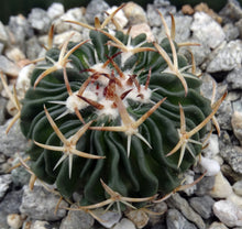 Load image into Gallery viewer, Stenocactus phyllacanthus v. violaciflorus *Wavy Ribs*