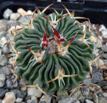Load image into Gallery viewer, Stenocactus phyllacanthus v. violaciflorus *Wavy Ribs*
