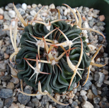 Load image into Gallery viewer, Stenocactus phyllacanthus v. violaciflorus *Wavy Ribs*