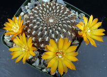 Load image into Gallery viewer, Sulcorebutia arenacea