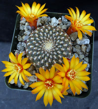 Load image into Gallery viewer, Sulcorebutia arenacea