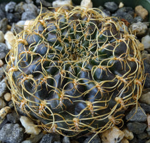 Load image into Gallery viewer, Sulcorebutia candiae "Purple cactus w/ curly spines*