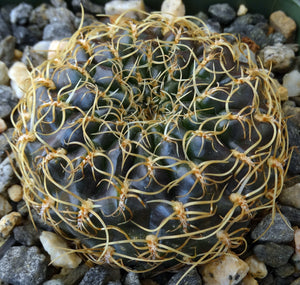 Sulcorebutia candiae "Purple cactus w/ curly spines*