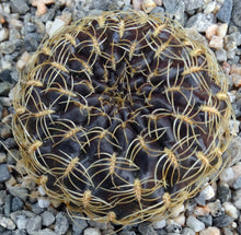 Load image into Gallery viewer, Sulcorebutia candiae "Purple cactus w/ curly spines*