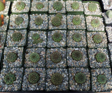 Load image into Gallery viewer, Sulcorebutia frankiana