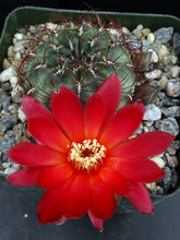 Load image into Gallery viewer, Sulcorebutia frankiana