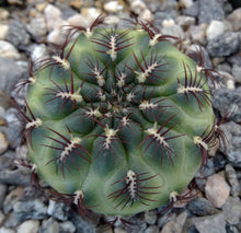 Load image into Gallery viewer, Sulcorebutia frankiana