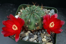 Load image into Gallery viewer, Sulcorebutia frankiana