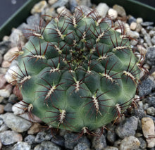 Load image into Gallery viewer, Sulcorebutia frankiana