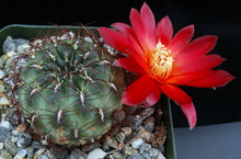 Load image into Gallery viewer, Sulcorebutia frankiana