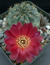 Load image into Gallery viewer, Sulcorebutia frankiana