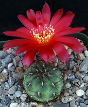 Load image into Gallery viewer, Sulcorebutia frankiana