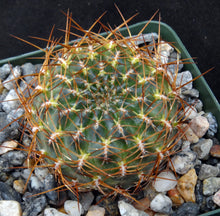 Load image into Gallery viewer, Sulcorebutia sp. nov. 'HS184'