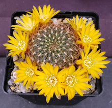 Load image into Gallery viewer, Sulcorebutia arenacea v. menesesii