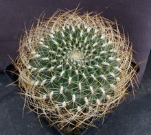 Load image into Gallery viewer, Sulcorebutia arenacea v. menesesii