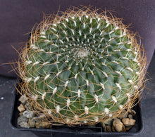Load image into Gallery viewer, Sulcorebutia arenacea v. menesesii