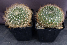 Load image into Gallery viewer, Sulcorebutia arenacea v. menesesii