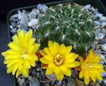 Load image into Gallery viewer, Sulcorebutia muschii