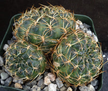 Load image into Gallery viewer, Sulcorebutia sp. nov. 'HS184'