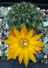 Load image into Gallery viewer, Sulcorebutia muschii
