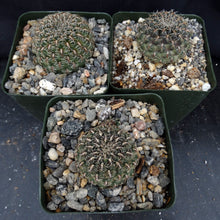 Load image into Gallery viewer, Sulcorebutia veronikae (B)