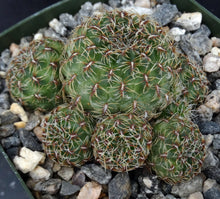 Load image into Gallery viewer, Sulcorebutia veronikae (A)