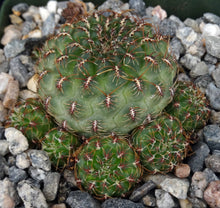Load image into Gallery viewer, Sulcorebutia veronikae (A)