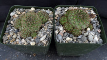 Load image into Gallery viewer, Sulcorebutia veronikae (A)