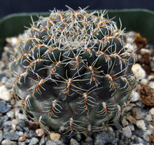 Load image into Gallery viewer, Sulcorebutia veronikae (B)