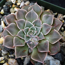 Load image into Gallery viewer, Tacitus bellus (Graptopetalum bellum)