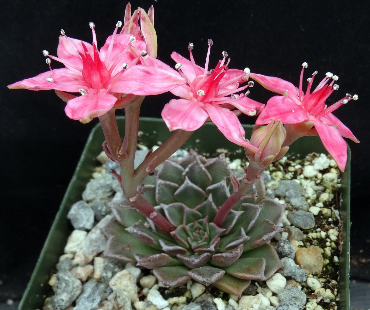 graptopetalum bellum succulent plants Tacitus bellus (Graptopetalum bellum)