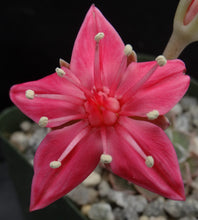 Load image into Gallery viewer, Tacitus bellus (Graptopetalum bellum)