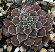 Load image into Gallery viewer, Tacitus bellus (Graptopetalum bellum)