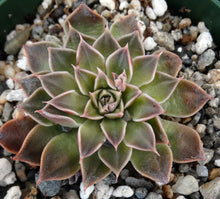 Load image into Gallery viewer, Tacitus bellus (Graptopetalum bellum)