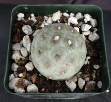 Load image into Gallery viewer, Tephrocactus geometricus