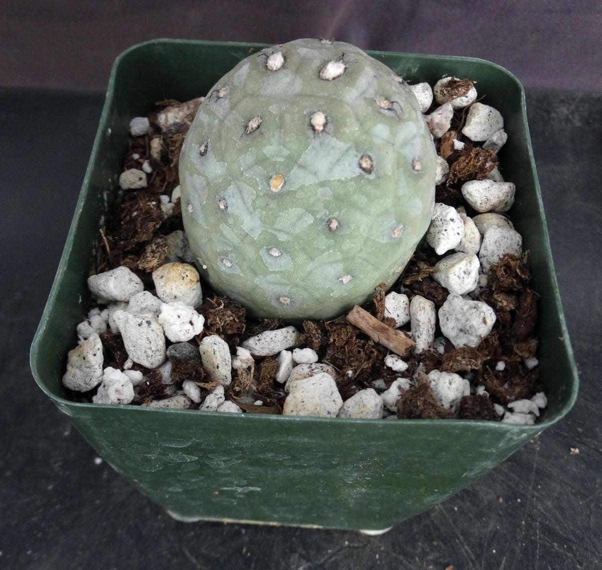 Tephrocactus geometricus – Kyle's Plants