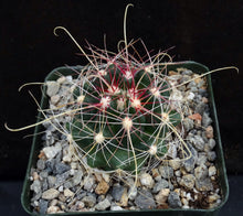 Load image into Gallery viewer, Thelocactus bicolor
