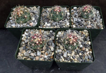 Load image into Gallery viewer, Thelocactus buekii