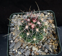 Load image into Gallery viewer, Thelocactus bicolor