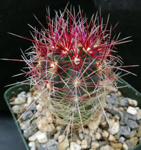 Load image into Gallery viewer, Thelocactus bicolor var. tricolor