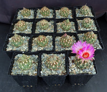 Load image into Gallery viewer, Thelocactus schwarzii