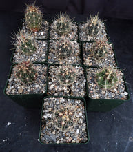 Load image into Gallery viewer, Thelocactus bicolor