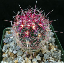 Load image into Gallery viewer, Thelocactus bicolor var. tricolor