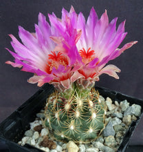 Load image into Gallery viewer, Thelocactus schwarzii