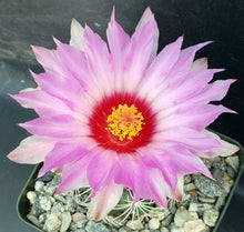 Load image into Gallery viewer, Thelocactus buekii