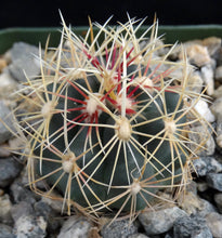 Load image into Gallery viewer, Thelocactus buekii